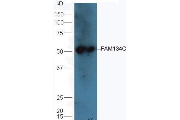 FAM134C Antikörper  (AA 76-180)