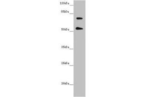 ABCB8 antibody  (AA 486-735)