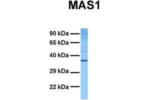 Host:  Rabbit  Target Name:  MAS1  Sample Tissue:  Human DLD1  Antibody Dilution:  1. (MAS1 Antikörper  (Middle Region))