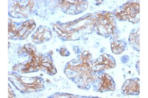 Formalin-fixed, paraffin-embedded human placenta stained with Periostin (POSTN) Mouse Monoclonal Antibody (POSTN/3503). (Periostin Antikörper  (AA 193-326))