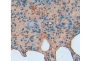 IHC-P analysis of Rat Tissue, with DAB staining. (BCL3 Antikörper  (AA 127-376))