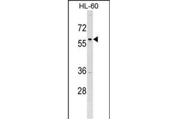 TFAP2D Antikörper  (C-Term)