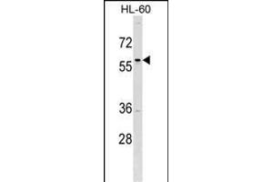 TFD Antibody (C-term) (ABIN1537108 and ABIN2849445) western blot analysis in HL-60 cell line lysates (35 μg/lane).
