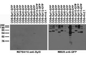 Immunohistochemistry with antigen retrieval via citrate pretreatment.