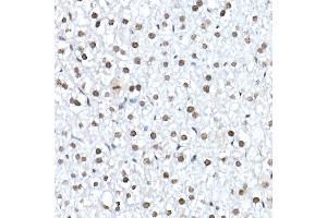 Immunohistochemistry of paraffin-embedded mouse liver using Nucleolin Rabbit mAb (ABIN7269035) at dilution of 1:25 (40x lens). (Nucleolin Antikörper)