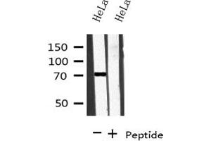 Western blot analysis on HeLa cell lysate using BRD7 Antibody