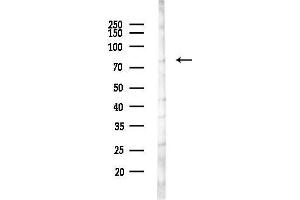 anti-CAP-GLY Domain Containing Linker Protein Family, Member 4 (CLIP4) (Internal Region) antibody