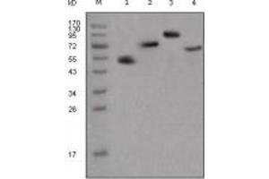 Image no. 1 for Mouse anti-Human IgG (Fc Region) antibody (ABIN1498828)