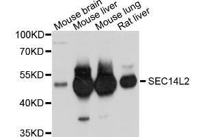 Western blot analysis of extracts of various cell lines, using SEC14L2 antibody. (SEC14L2 Antikörper)