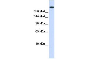 Laminin Gamma 1 antibody used at 1 ug/ml to detect target protein. (Laminin gamma 1 Antikörper)
