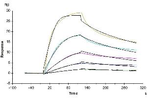 Surface Plasmon Resonance (SPR) image for Proprotein Convertase Subtilisin/kexin Type 9 (PCSK9) (AA 35-694) protein (His tag) (ABIN7275416)