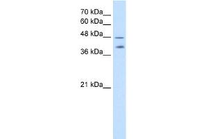 WB Suggested Anti-PSG1 Antibody Titration:  2. (PSG1 Antikörper  (C-Term))