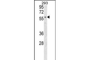 MBOAT2 Antibody (Center) (ABIN1538045 and ABIN2849330) western blot analysis in 293 cell line lysates (35 μg/lane). (MBOAT2 Antikörper  (AA 198-227))