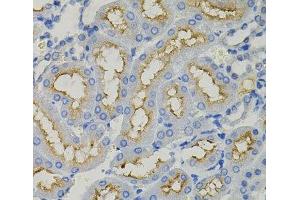 Immunohistochemistry of paraffin-embedded Rat kidney using SLC30A1 Polyclonal Antibody (SLC30A1 Antikörper)