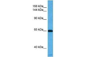Host:  Mouse  Target Name:  KCNQ2  Sample Tissue:  Mouse Pancreas  Antibody Dilution:  1ug/ml
