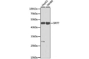 SIRT7 Antikörper