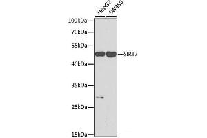 Western blot analysis of extracts of various cell lines using SIRT7 Polyclonal Antibody at dilution of 1:1000. (SIRT7 Antikörper)