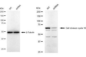 Western blotting analysis using Cell division cycle 16 antibody (ABIN7798003). (Rekombinanter CDC16 Antikörper)