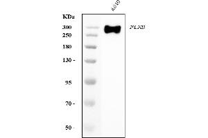 Western blot analysis of Filamin B/FLNB using anti-Filamin B/FLNB antibody (ABIN7601606).