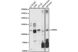 Western blot analysis of extracts of various cell lines, using GPRIN1 antibody. (GPRIN1 Antikörper)