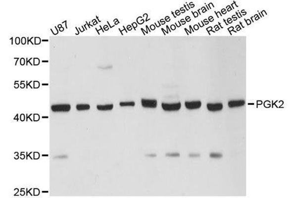 PGK2 Antikörper  (AA 242-360)