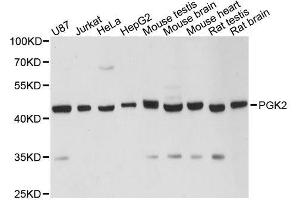 Western blot analysis of extracts of various cell lines, using PGK2 antibody. (PGK2 Antikörper  (AA 242-360))