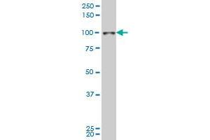 SIX4 monoclonal antibody (M09), clone 7E2 Western Blot analysis of SIX4 expression in Hela S3 NE . (SIX4 Antikörper  (AA 672-780))