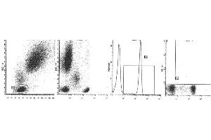 Image no. 1 for anti-CD4 (CD4) antibody (ABIN1106336) (CD4 Antikörper)