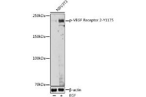 Western blot analysis of extracts of NIH/3T3 cells, using Phospho-VEGF Receptor 2-Y1175 antibody (ABIN3020297, ABIN3020298, ABIN3020299, ABIN1681721 and ABIN1681722) at 1:1000 dilution. (VEGFR2/CD309 Antikörper  (pTyr1175))