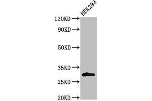 Western Blot Positive WB detected in: HEK293 whole cell lysate All lanes: KCNIP3 antibody at 2 μg/mL Secondary Goat polyclonal to rabbit IgG at 1/50000 dilution Predicted band size: 30, 27 kDa Observed band size: 30 kDa (DREAM Antikörper  (AA 1-145))