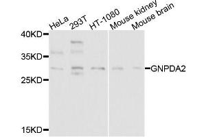Western blot analysis of extracts of various cell lines, using GNPDA2 antibody (ABIN5995816) at 1/1000 dilution. (GNPDA2 Antikörper)