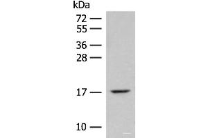 Western blot analysis of Mouse lung tissue lysate using ISCU Polyclonal Antibody at dilution of 1:400 (ISCU Antikörper)
