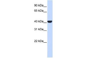 ERLIN2 antibody used at 1 ug/ml to detect target protein. (ERLIN2 Antikörper  (Middle Region))