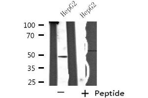 Western blot analysis of extracts from HepG2 cells, using SH2D2A antibody.