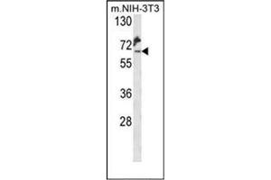 Western blot analysis of KLC2 Antibody (C-Term) in Mouse NIH-3T3 cell line lysates (35ug/lane). (KLC2 Antikörper  (C-Term))