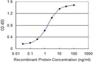 Detection limit for recombinant GST tagged DYRK1B is 0. (DYRK1B Antikörper  (AA 479-569))
