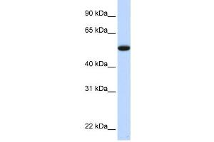 Western Blotting (WB) image for anti-Chromosome 9 Open Reading Frame 43 (C9orf43) antibody (ABIN2459928) (C9orf43 Antikörper)