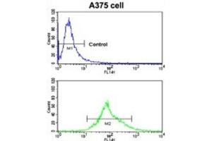 Flow Cytometry (FACS) image for anti-Carbonic Anhydrase XIV (CA14) antibody (ABIN3003124)