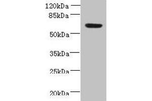 Western blot All lanes: NXPE1 antibody at 4 μg/mL + Human high value serum Secondary Goat polyclonal to rabbit IgG at 1/10000 dilution Predicted band size: 64, 47 kDa Observed band size: 64 kDa (FAM55A Antikörper  (AA 1-405))