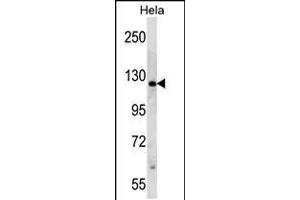 Western blot analysis in Hela cell line lysates (35ug/lane).