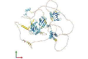 AlphaFold protein structure predicition of Human Recombinant RBM5 Protein, UniprotID P52756