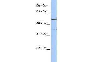 WB Suggested Anti-IFRD1 Antibody Titration: 0. (IFRD1 Antikörper  (N-Term))