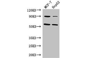 Western Blot Positive WB detected in: MCF-7 whole cell lysate, HepG2 whole cell lysate All lanes: FOXC1 antibody at 3 μg/mL Secondary Goat polyclonal to rabbit IgG at 1/50000 dilution Predicted band size: 57 kDa Observed band size: 57 kDa (FOXC1 Antikörper  (AA 1-79))