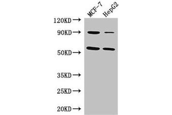 FOXC1 anticorps  (AA 1-79)
