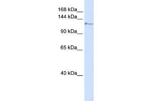WB Suggested Anti-KIF5C Antibody Titration: 0. (KIF5C Antikörper  (N-Term))