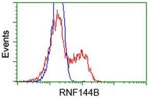 Image no. 3 for anti-Ring Finger Protein 144B (RNF144B) (AA 1-256) antibody (ABIN1490652) (RNF144B Antikörper  (AA 1-256))