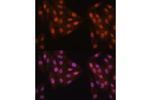 Immunofluorescence analysis of H9C2 cells using MB/MB/ML2 antibody (ABIN6132319, ABIN6143422, ABIN6143424 and ABIN6216232) at dilution of 1:100. (MAD2L2 Antikörper  (AA 1-211))