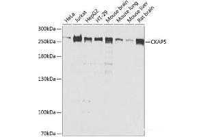 Western blot analysis of extracts of various cell lines using CKAP5 Polyclonal Antibody at dilution of 1:1000. (CKAP5 Antikörper)