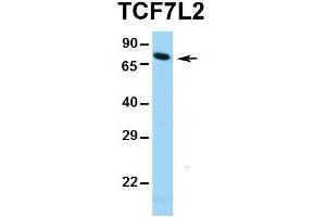Hum. (TCF7L2 Antikörper  (Middle Region))