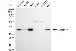 Western blotting analysis using caspase 6 antibody (ABIN7797899). (Rekombinanter Caspase 6 Antikörper)